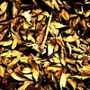 Falling leaves, 落葉