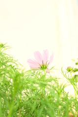 花, 空