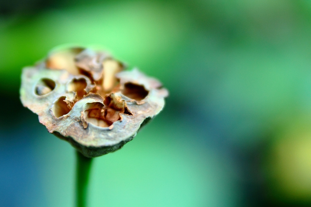 ハスの花托