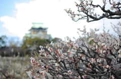 梅と大阪城と