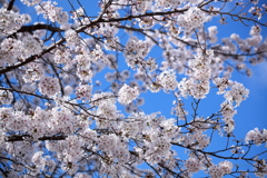 見上げれば桜