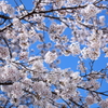 見上げれば桜