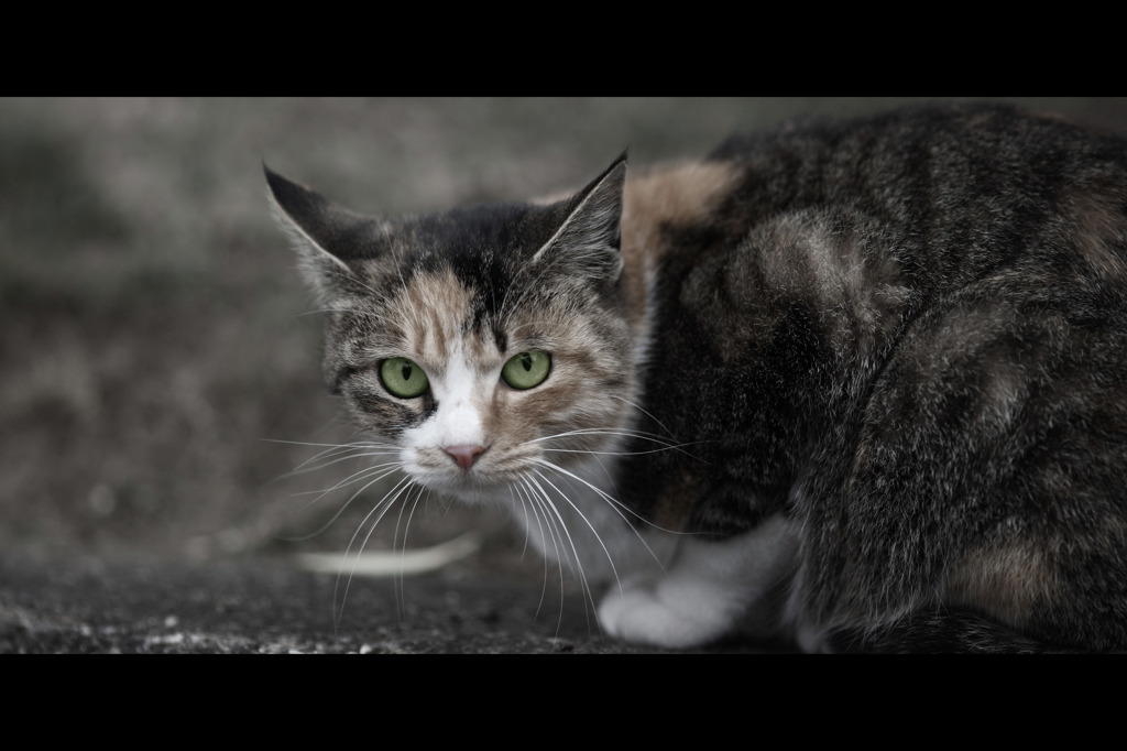 chatoyance  　煌き