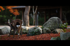 紅葉に鹿