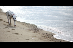 光る海　走る犬
