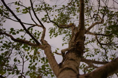 tree