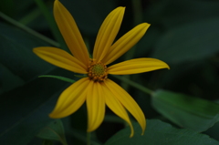 a flower