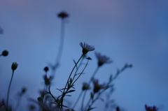 blue