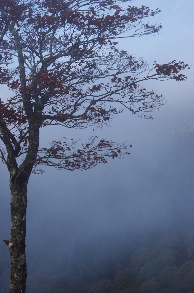 初秋、霧に抱かれて