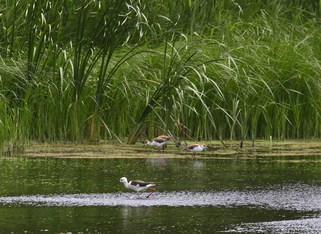 セイタカシギ親子（４）