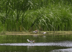 セイタカシギ親子（４）