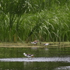 セイタカシギ親子（４）