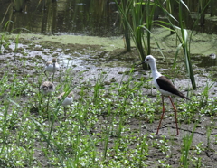 セイタカシギ親子（１）