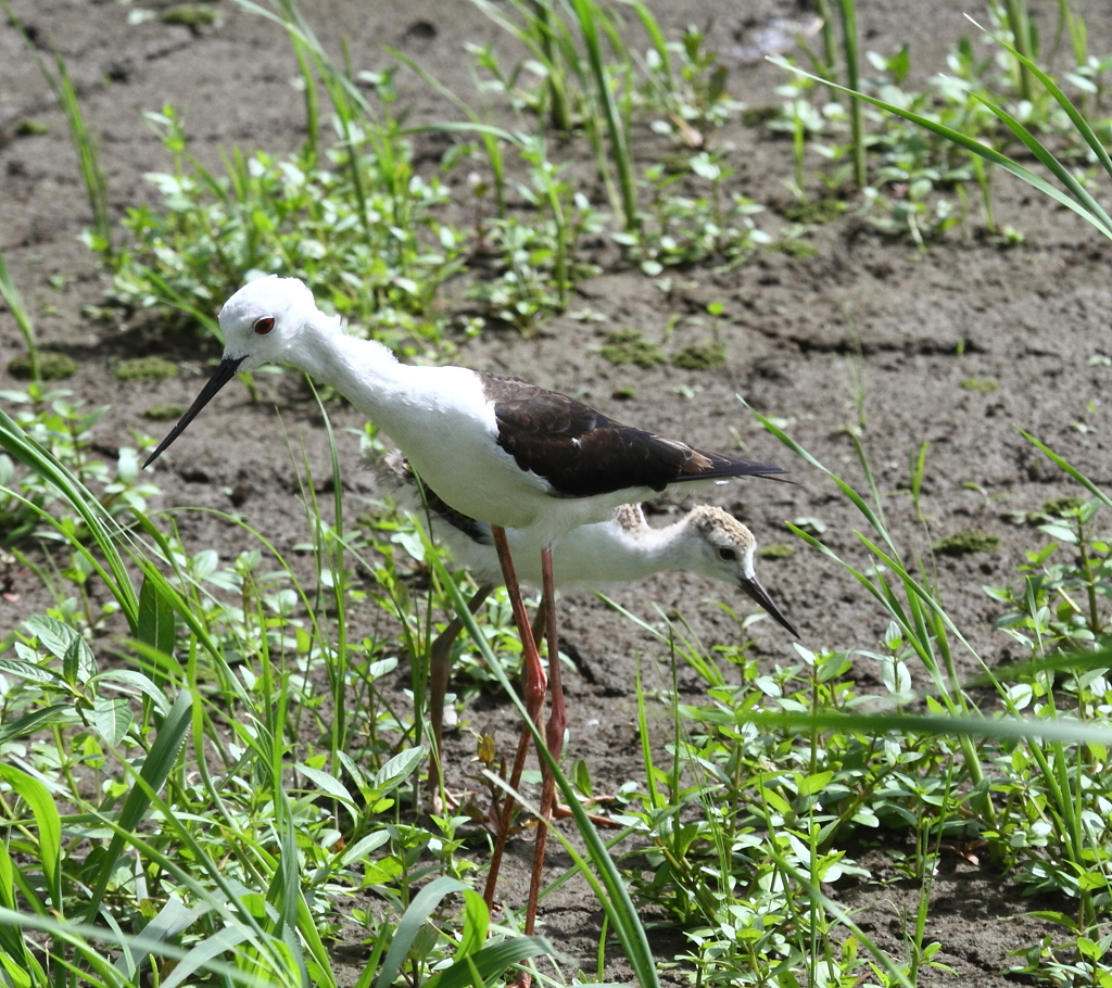 セイタカシギ親子（２）