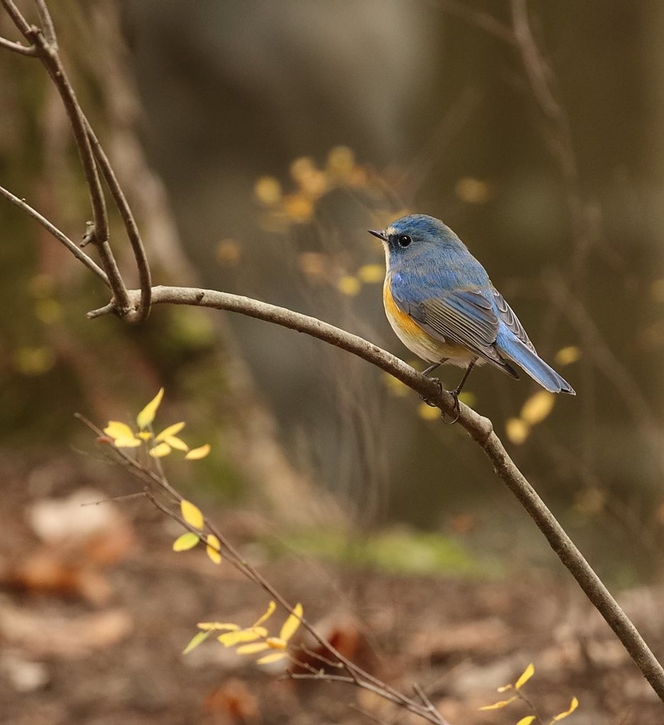 ルリビタキW83A3389_R