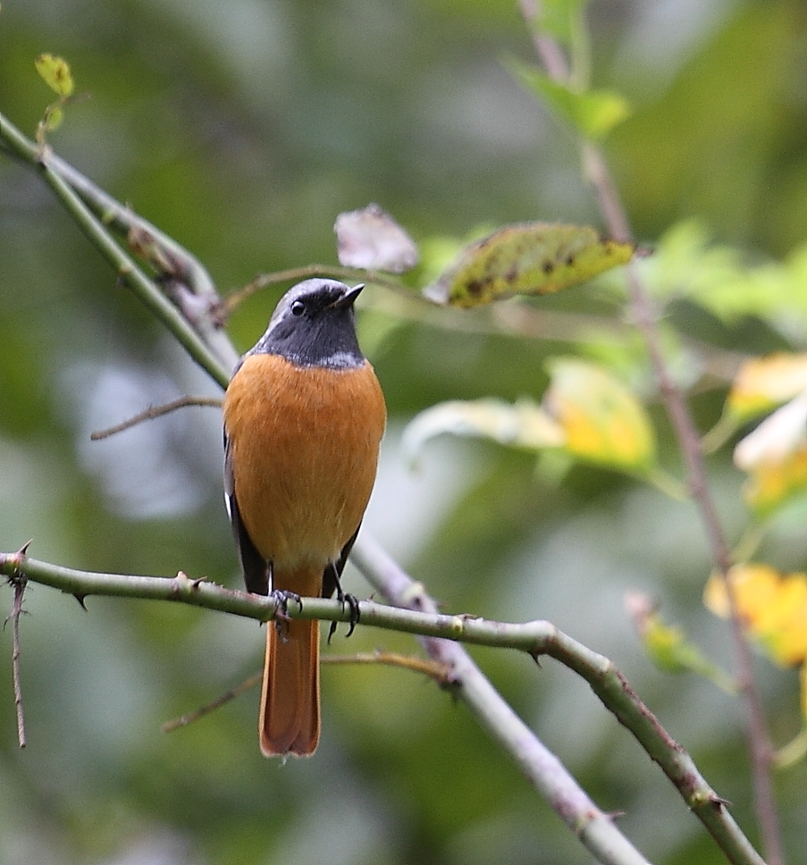ジョウビタキIMG_2311－１