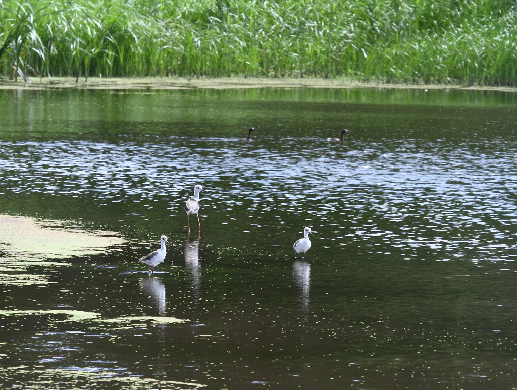 セイタカシギ親子（３）