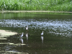 セイタカシギ親子（３）