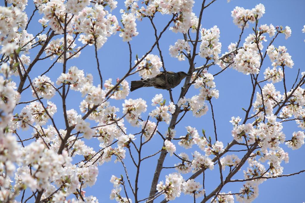 桜と鳥さん