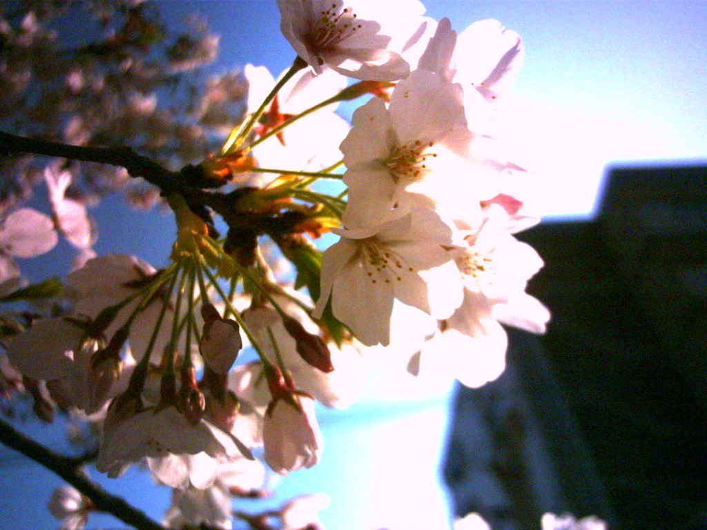 桜。