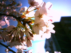桜。