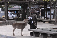 神の遣い.