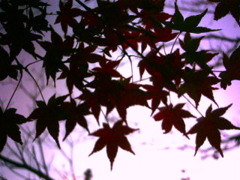 紅葉。
