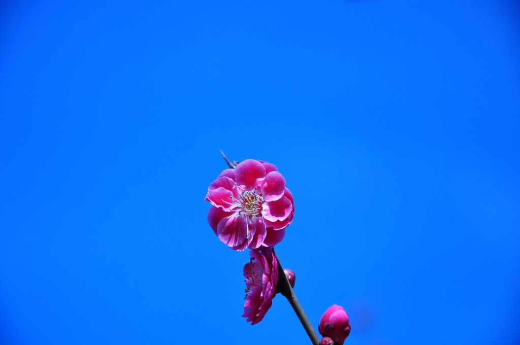 DSC_0730