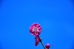 DSC_0730