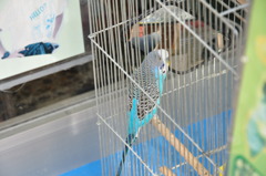 籠の中の鳥