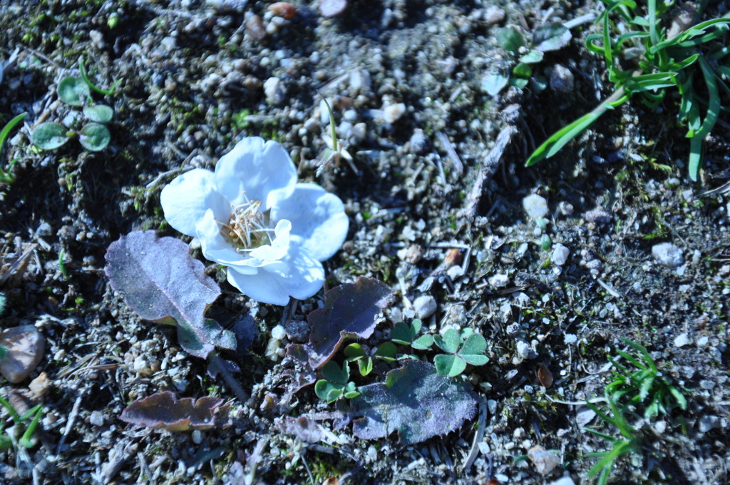 DSC_0731