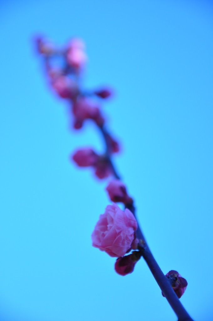 DSC_0715