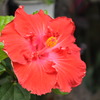 大輪の花