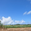畑から空へ