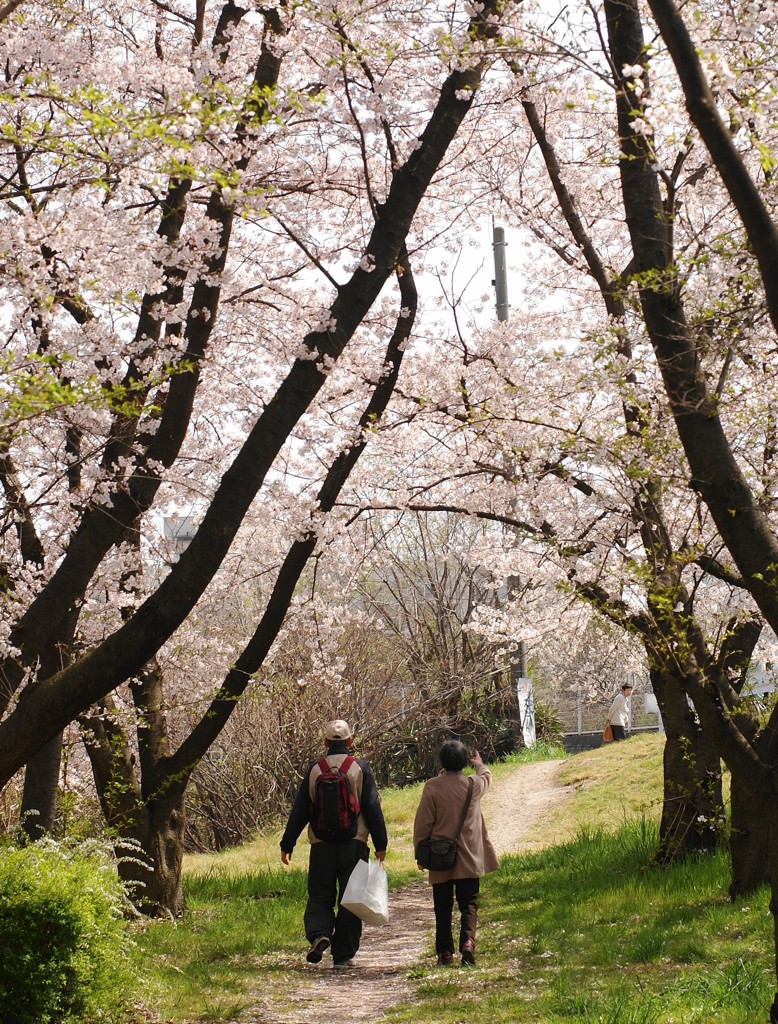 50年目のお花見