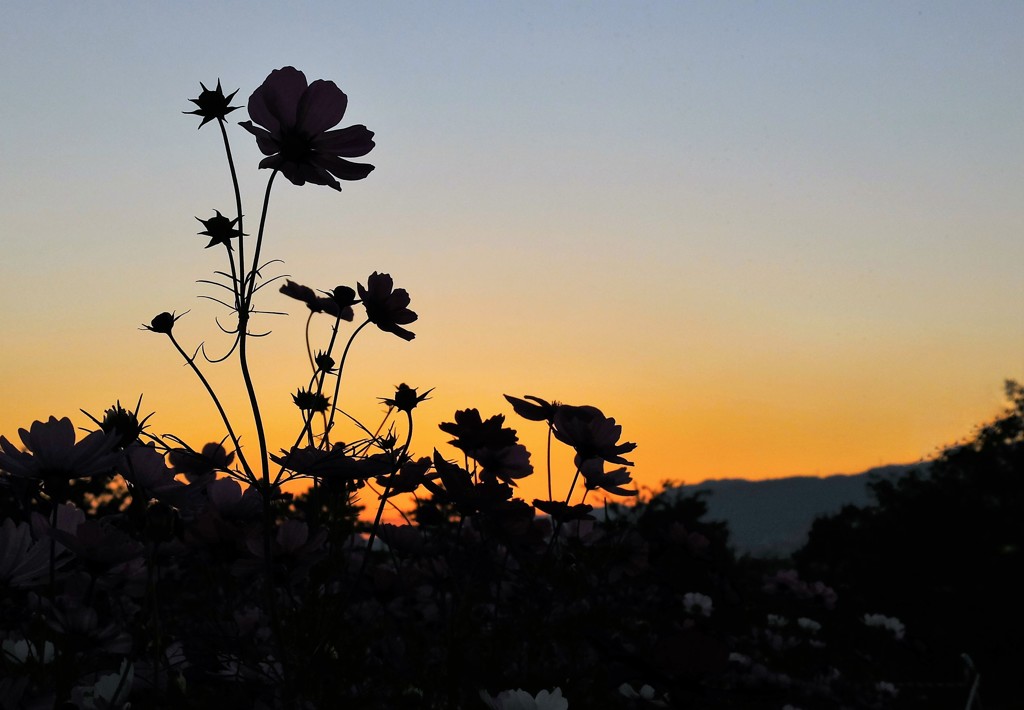 夕暮れに秋桜