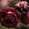 クラシック・ローズ -Classic Rose-