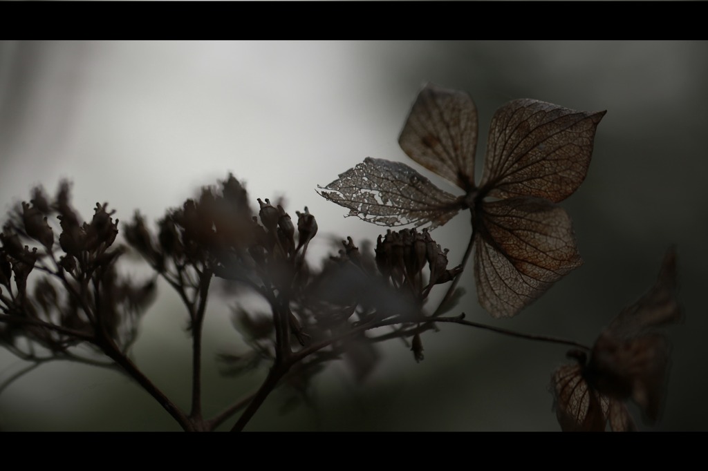 Rusty leaves