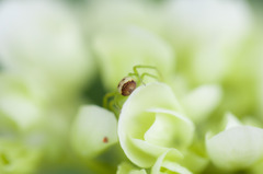 Acorn Spider