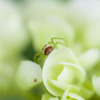 Acorn Spider