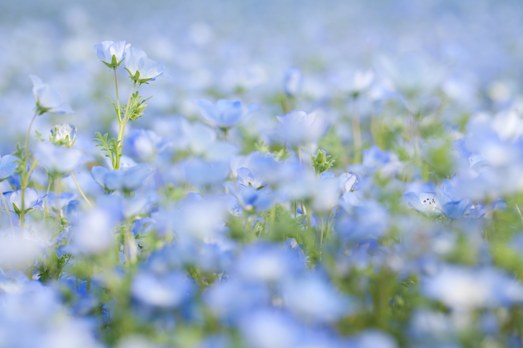 AQUA　BLUE