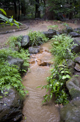 生田の森の川