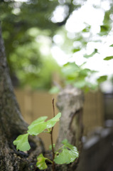 雨に濡れた葉っぱ