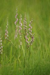 ねじり草