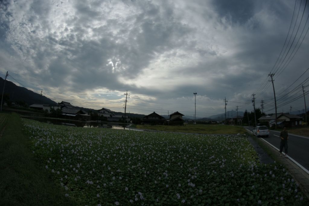 ミズスイセンと雲