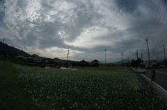 ミズスイセンと雲