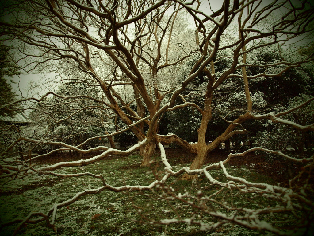 枝にとまる雪
