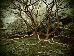 枝にとまる雪