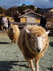 メシくれよ。なぁ
