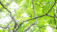 木漏れ日・・・うおっまぶしっ